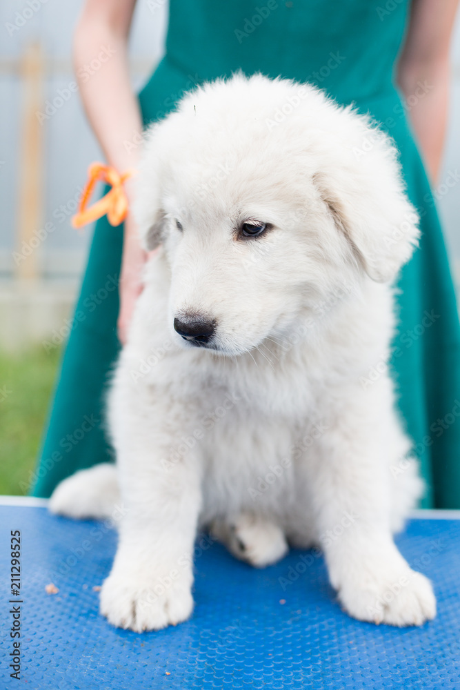 Portrait of a cute maremmano sheepdog puppy sitting on the table outside in summer. Cute white maremma puppy