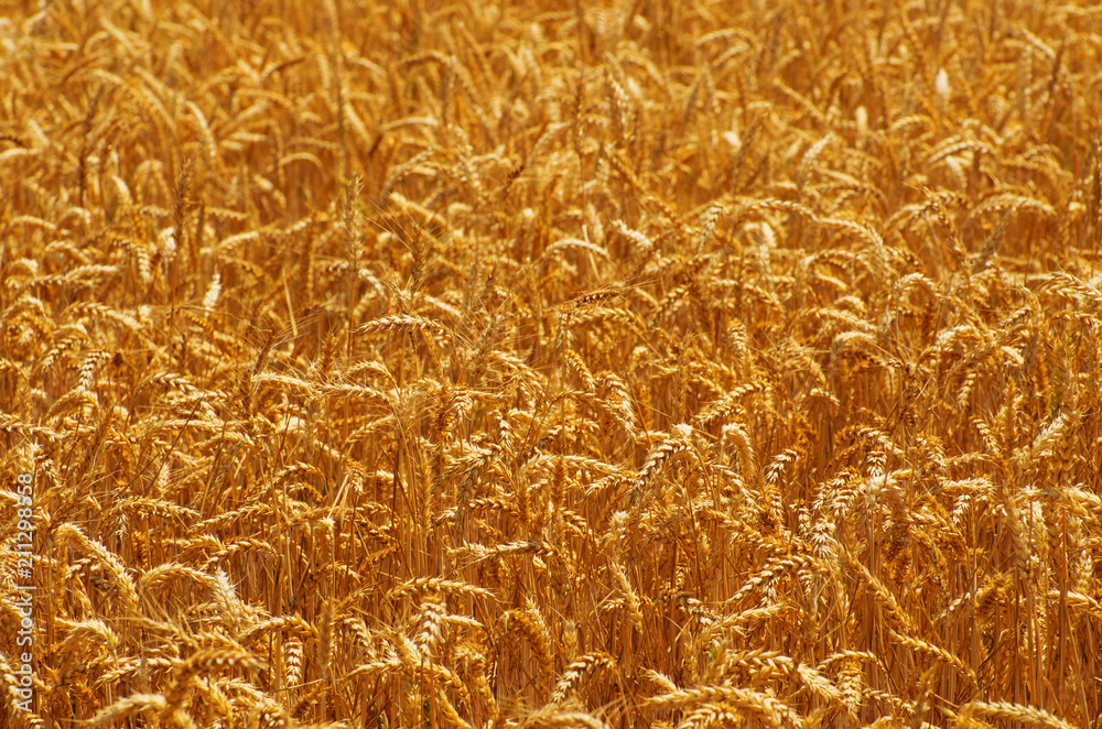 Fields of wheat at the end of summer fully ripe Fields of wheat at the end of summer fully ripe