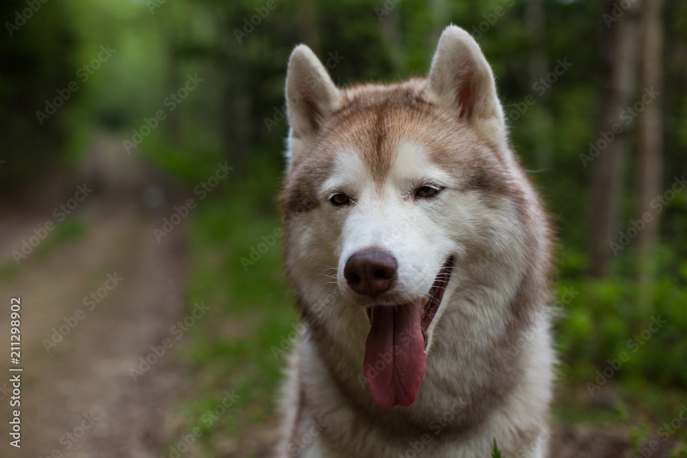 Close-up portrait of dog breed siberian husky with tonque hanging out sitting on the path in the forest