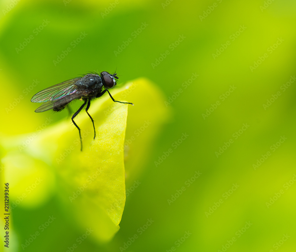 insecte mouche seule sur plante euphorbe