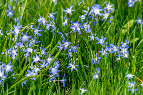 Blue Flowers and Grass