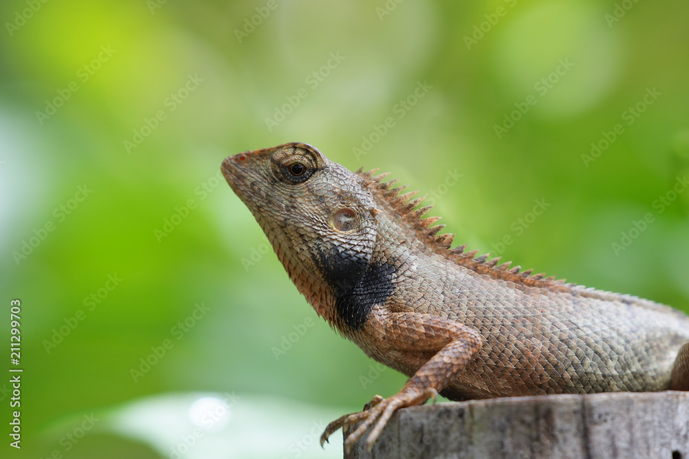 Wild lizard on tree stump and green leaf background . Copy space Wild lizard on tree stump and green leaf background . Copy space