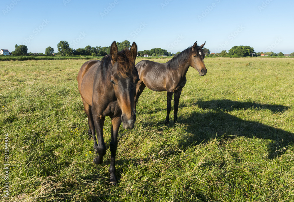 two curious horse in the field