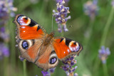 insecte papillon posé sur une fleur de lavande dans un champs