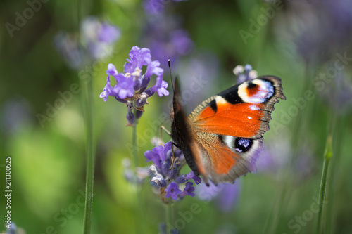 insecte papillon posé sur une fleur de lavande avec une lumière douce du soleil et des couleurs de printemps