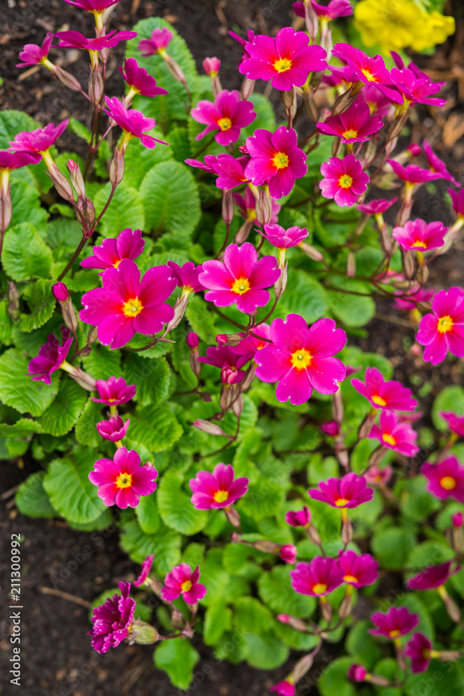 primroses in the garden, early spring. Beautiful, bright flowers of red primrose. primroses in the garden, early spring. Beautiful, bright flowers of red primrose.