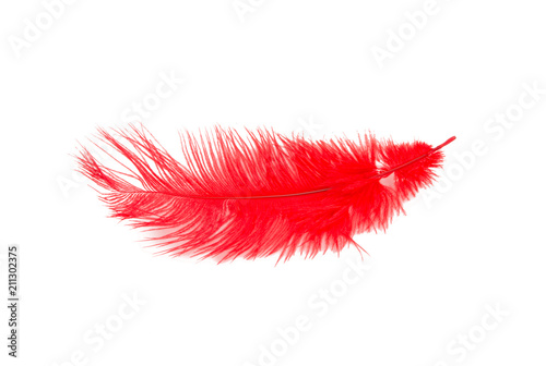 fluffy feather in red color isolated on the white