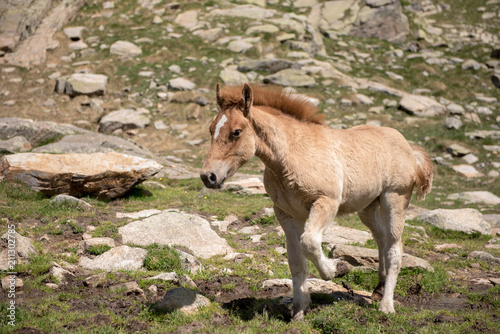 baby horse in the valleys of andorra