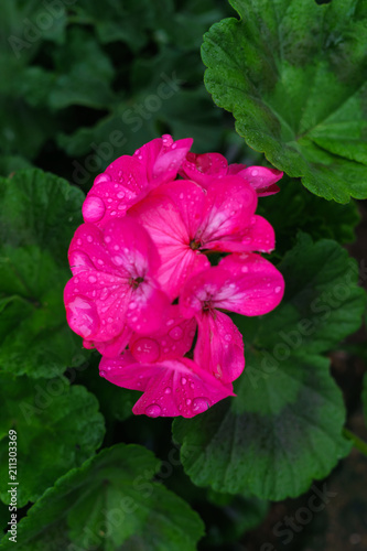 Fototapeta Naklejka Na Ścianę i Meble -  A beautiful pink pelargonium on a flower bed