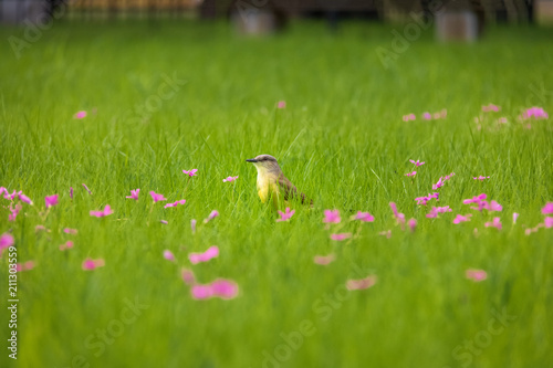 Cattle Tyrant bird (Machetornis rixosa) on a high grass green field with pink flowers at Bosques de Palermo (Palermo Woods) - Buenos Aires, Argentina photo