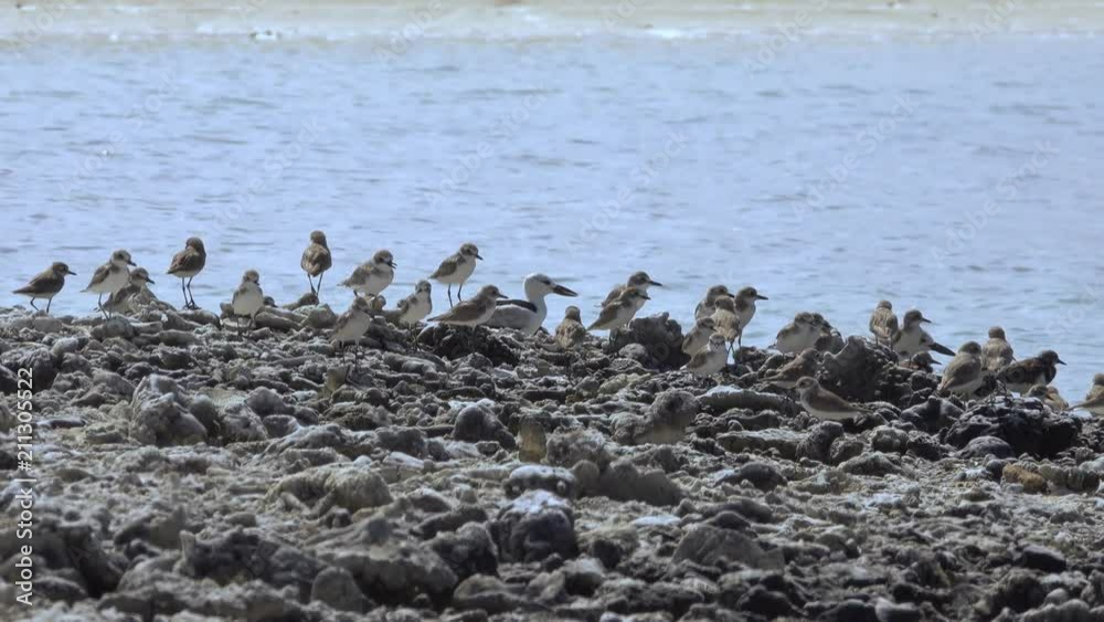 Bird plover in the heat of sunlight. Crab plover rare migratory bird sitting on the broken coral beach among other water birds at Laem Krangyai Phang Nga Thailand 4K video. Bird plover in the heat of sunlight. Crab plover rare migratory bird sitting on the broken coral beach among other water birds at Laem Krangyai Phang Nga Thailand 4K video.
