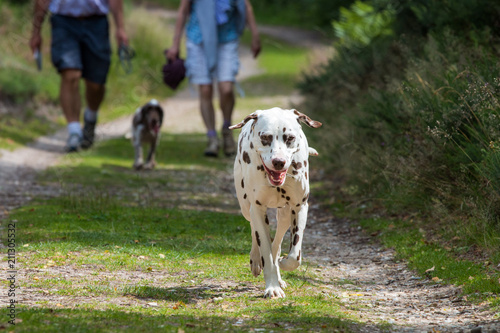 Walking Dalmatian