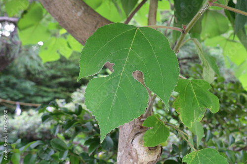 paper mulberry leaves