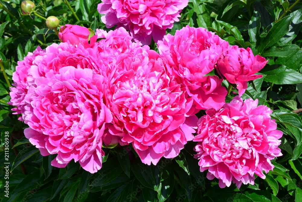 Group of pink peony flowers 