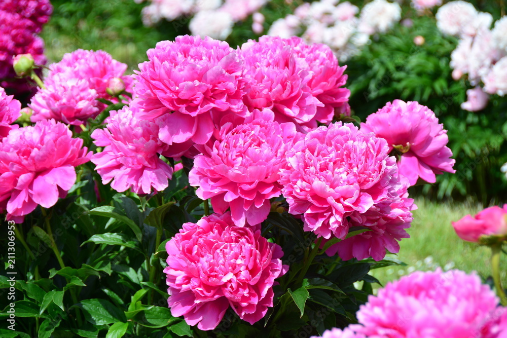 Big sunny pink peony flowers in the garden