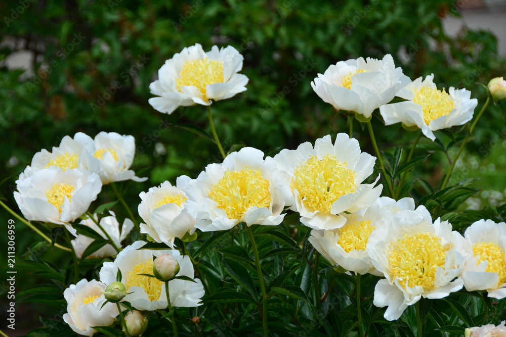 Beautiful blooming white-yellow peony flowers Beautiful blooming white-yellow peony flowers