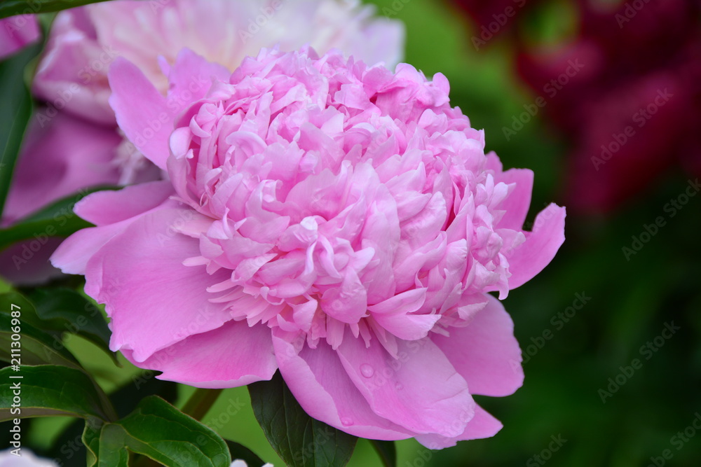 Fresh blooming peony flower Fresh blooming peony flower