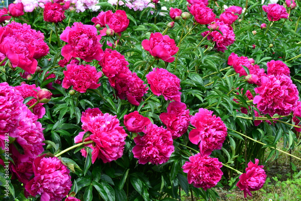 Many pink peonies in summer