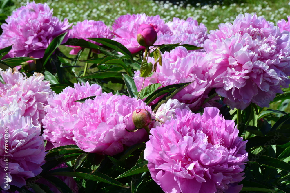 Big pink peonies