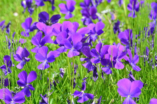 Beautiful violet pansies 