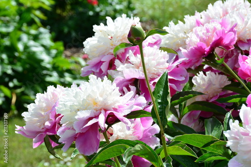 Beautiful white-pink peonies in the garden