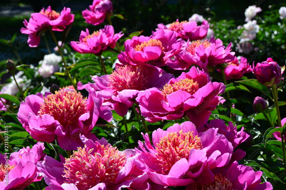 Group of sunny pink peonies in the garden Group of sunny pink peonies in the garden