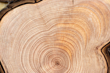 Core of juniper and sandalwood background