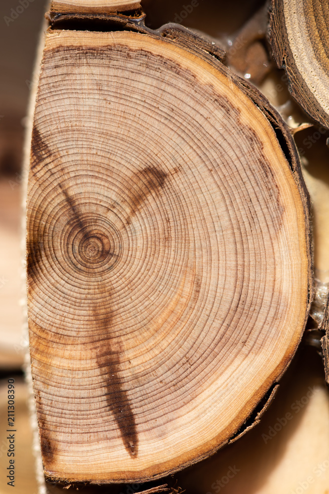 Obraz premium Core of juniper and sandalwood background