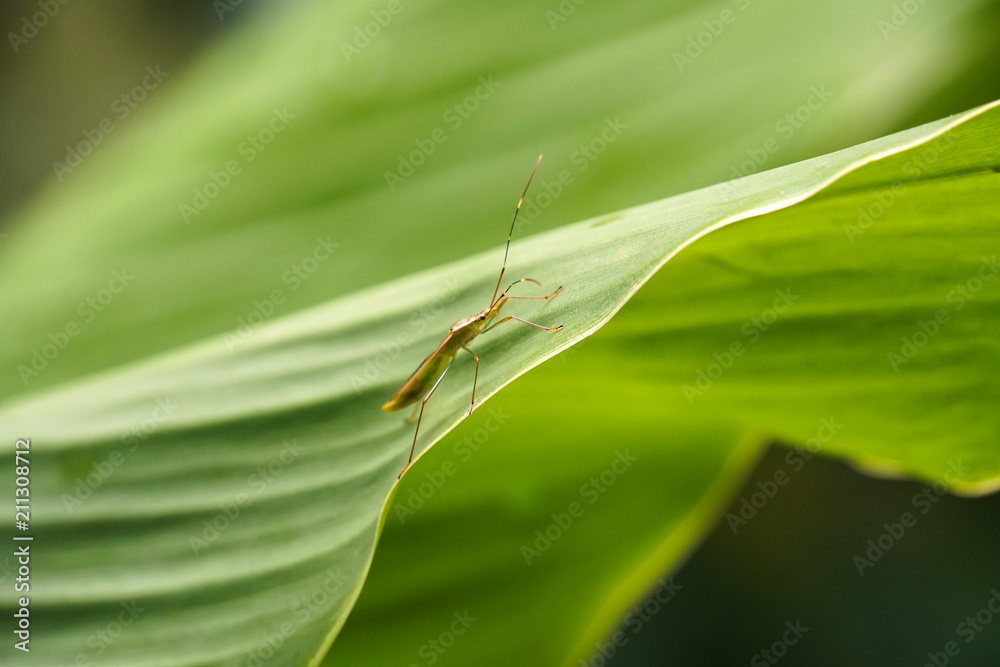 close up of insect bug on green leaf close up of insect bug on green leaf