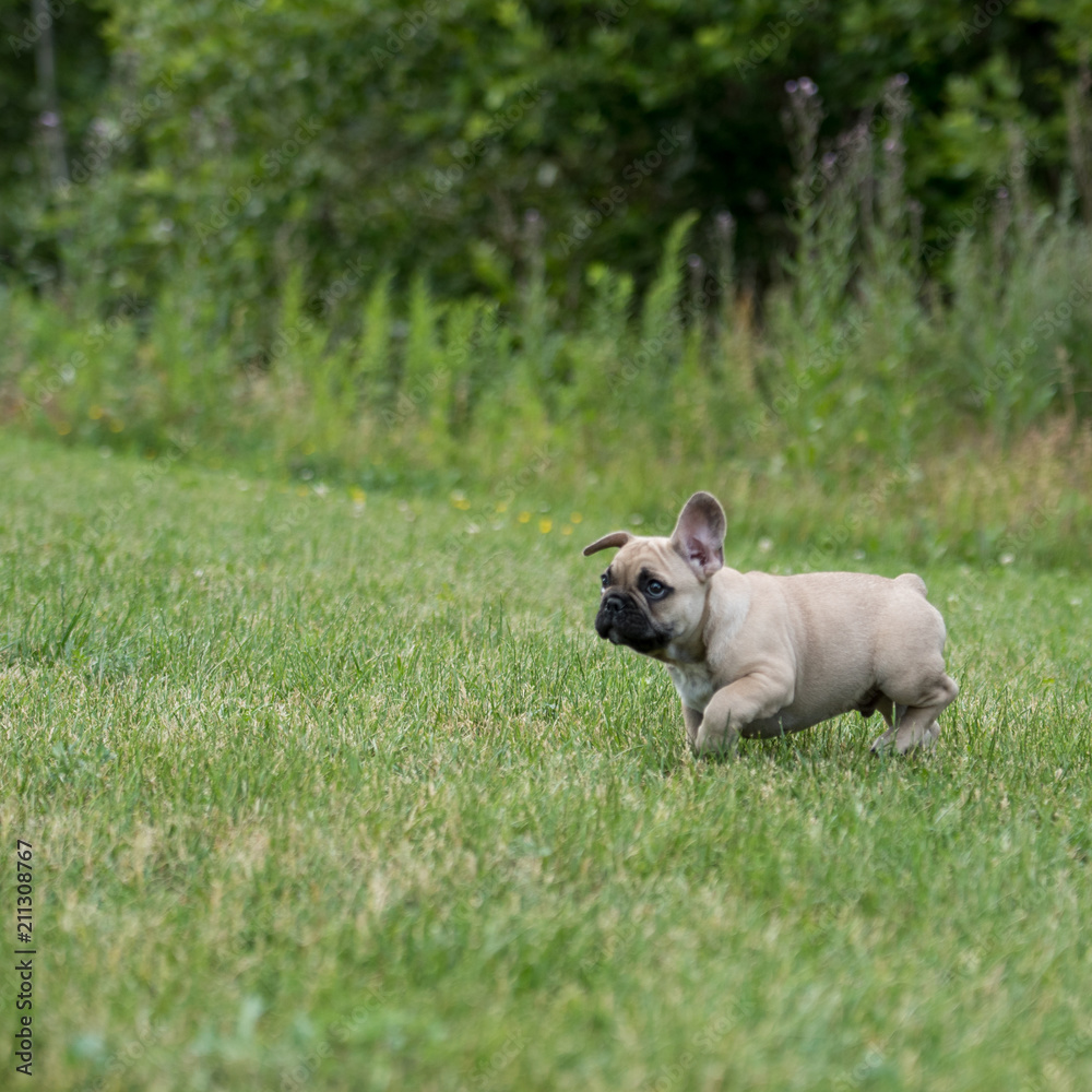 My little French bulldog 10 weeks old