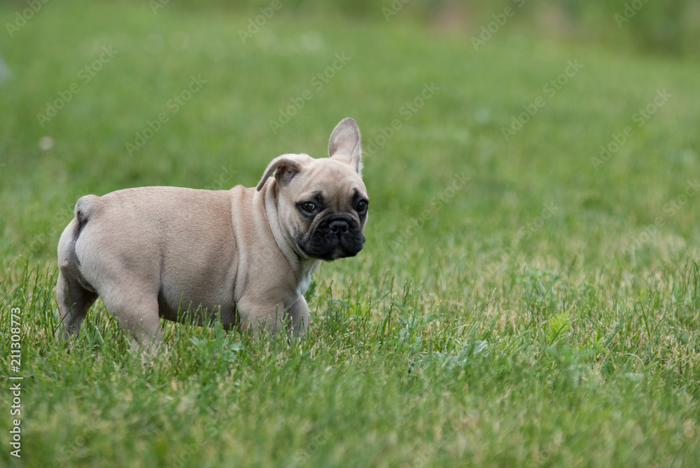My little French bulldog 10 weeks old