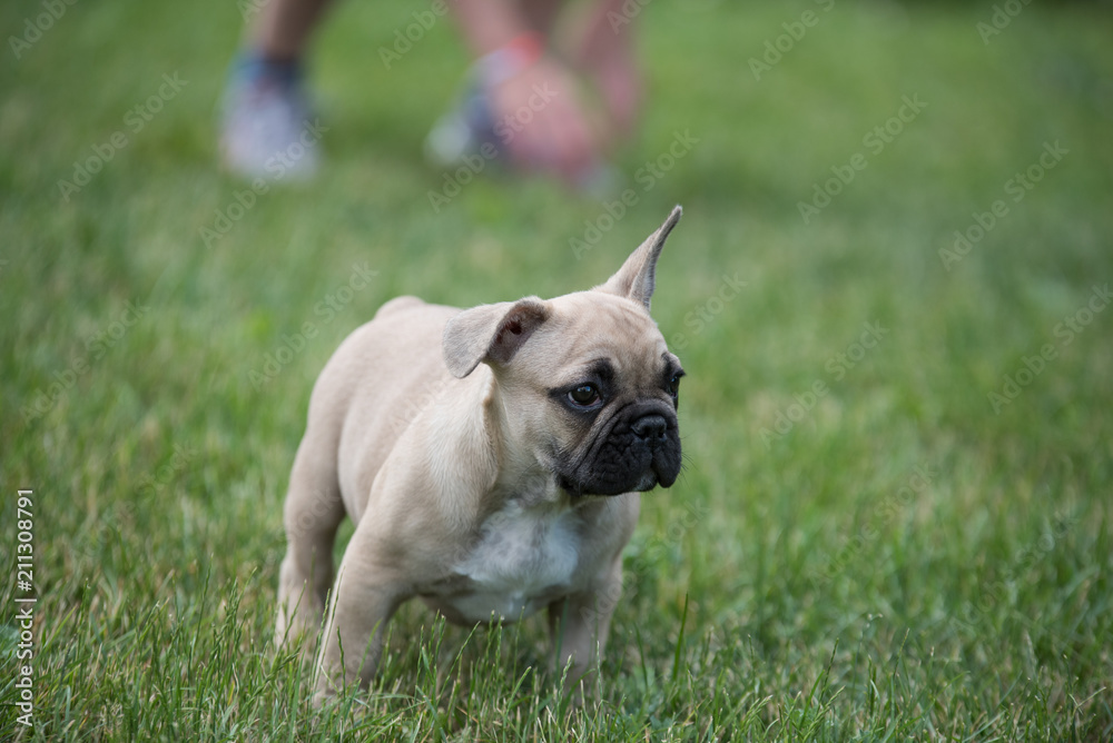 Obraz premium My little French bulldog 10 weeks old