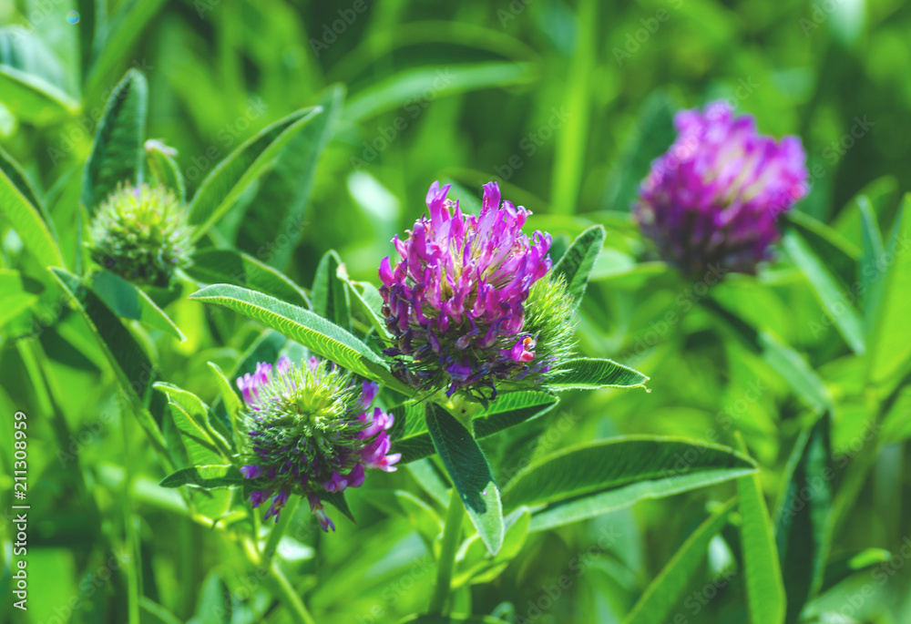 Fototapeta premium flowers of clover