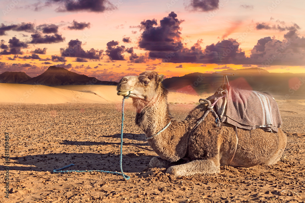 Fototapeta premium Dromedario en el desierto.Paisaje exótico de atardecer en el desierto