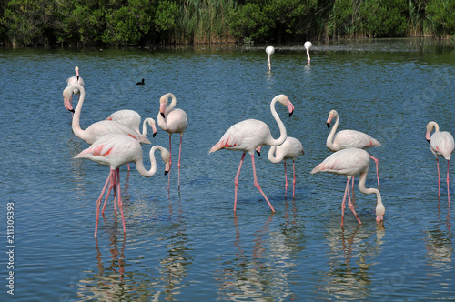 flamingoes in the Ornithological Park of Pont de Gau  Camargue  France