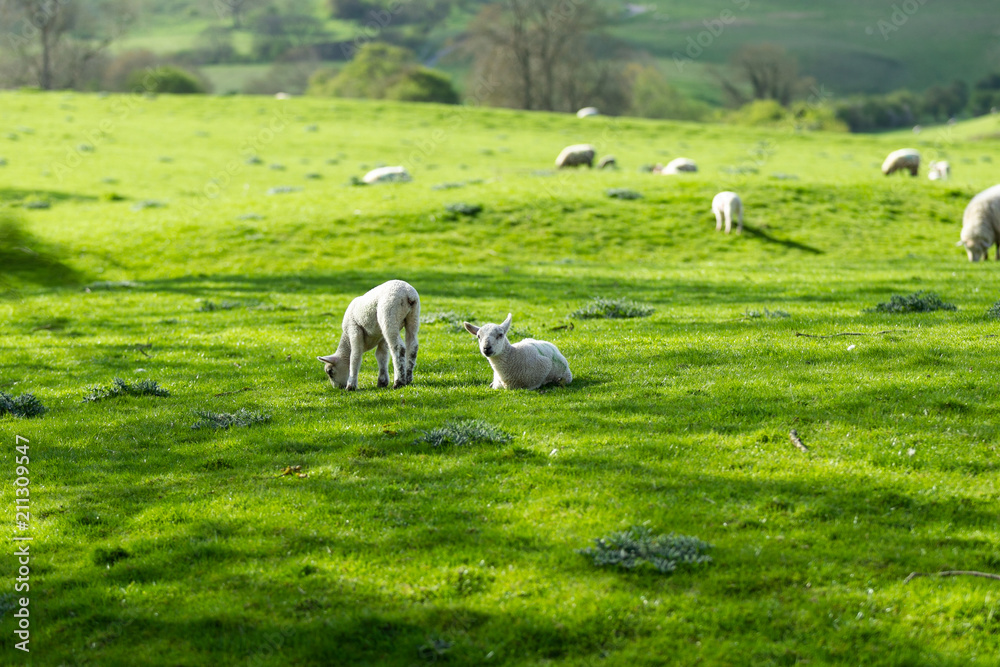 Young spring lambs resting and laying in lush green grass Young spring lambs resting and laying in lush green grass