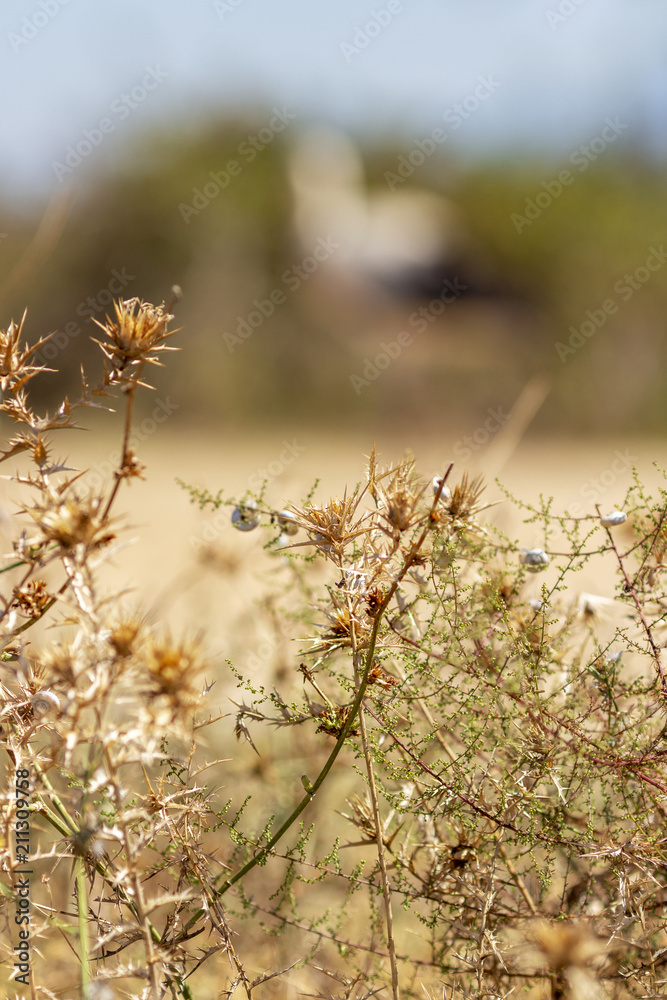Dry thorny bush with little snails, a blurred shape of a European white stork in the background Dry thorny bush with little snails, a blurred shape of a European white stork in the background