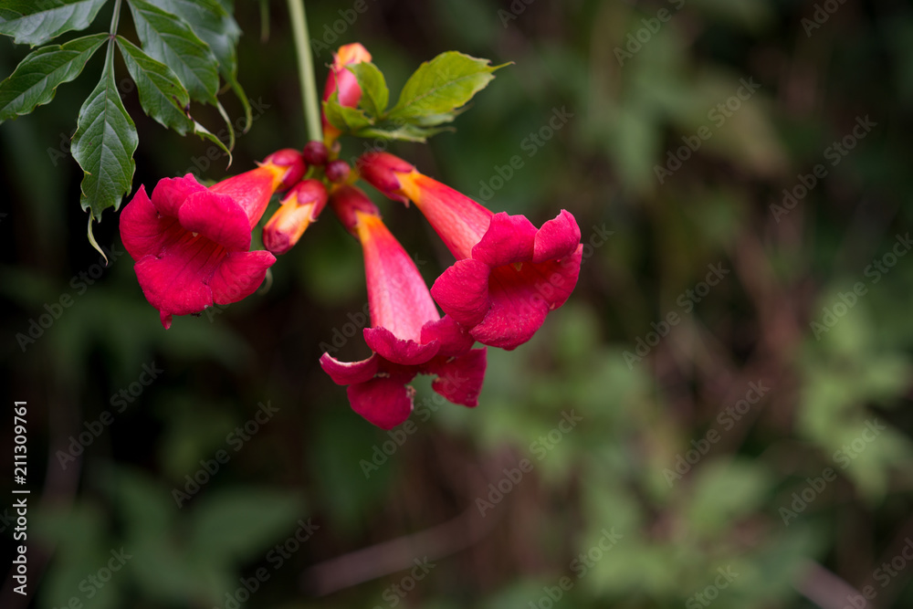 Flower Campsis radicans blooming in the garden