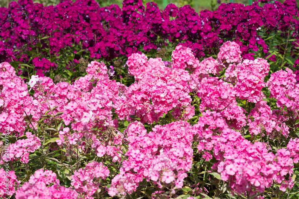 Background of pink flowers of phlox