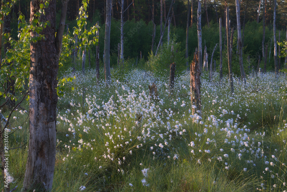 Fototapeta premium Na skraju lasu 2