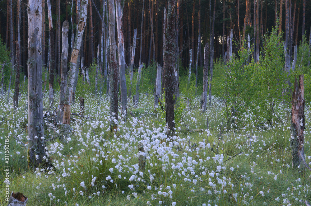 Fototapeta premium Na skraju lasu