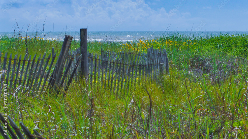 Dune Fence with Wildflowers and Blue Sky and Waves in Distance Dune Fence with Wildflowers and Blue Sky and Waves in Distance