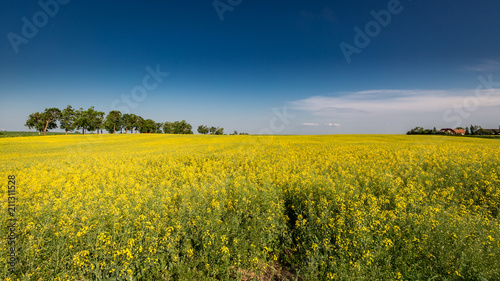 Amazing yellow field of rape in sunny day