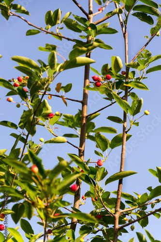 Fruit berries of shadbush shrub Amelanchier also known as shadwood, shadblow, serviceberry, sarvisberry, sarvis, juneberry, Saskatoon, sugarplum, wild-plum, chuckley, pear, sunny day photo