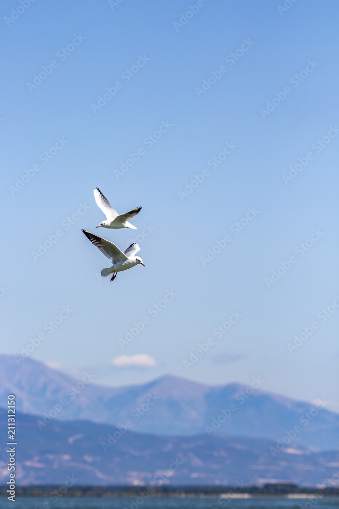 Two gulls in flight over Lake Kerkini, Greece Two gulls in flight over Lake Kerkini, Greece