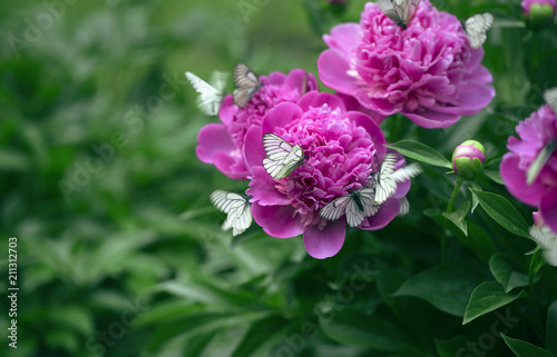 Fototapeta Naklejka Na Ścianę i Meble -  Butterflies and peony