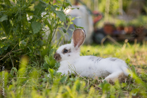 Kaninchen im Garten, Abendsonne und grünes Gras © Patrick Daxenbichler