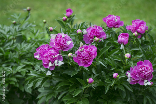 Butterflies and peony