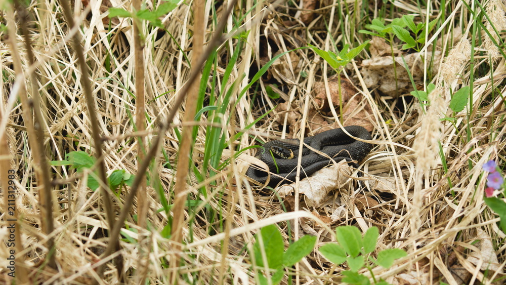 Grass snake (Natrix natrix) lies curled up in a ball in the green and withered grass.Ringed snake. Reptile. Reptilian Grass snake (Natrix natrix) lies curled up in a ball in the green and withered grass.Ringed snake. Reptile. Reptilian