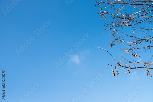Empty trees above the blue sky